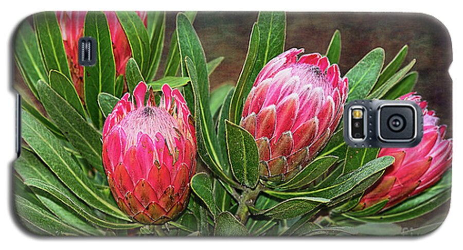 Proteas In Bloom Galaxy S5 Case featuring the photograph Proteas in Bloom by Kaye Menner by Kaye Menner