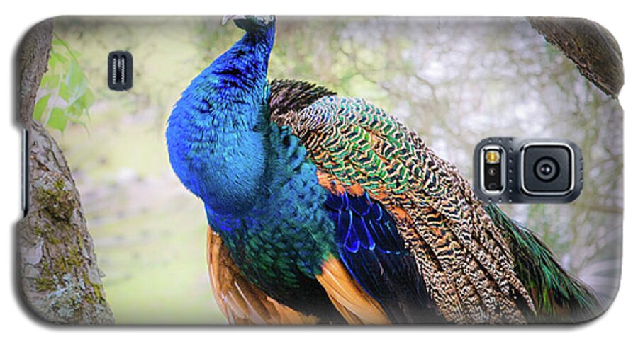 Peacock Galaxy S5 Case featuring the photograph Proud Peacock by Shuwen Wu