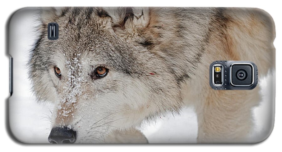 Wolf Galaxy S5 Case featuring the photograph Prowling Wolf by Scott Read