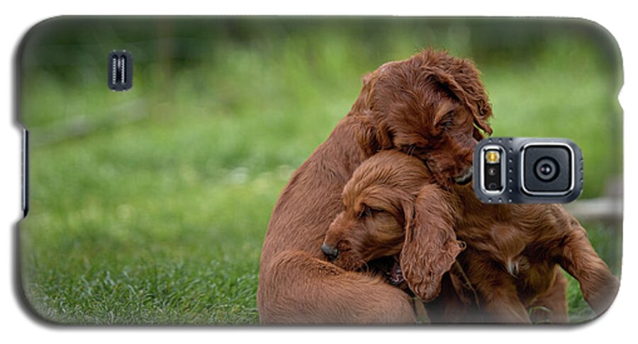 Setter Galaxy S5 Case featuring the photograph Puppy Love by Robert Krajnc