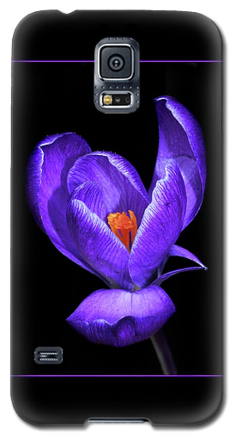 Purple Crocus Galaxy S5 Case featuring the photograph Purple Crocus by Carolyn Derstine