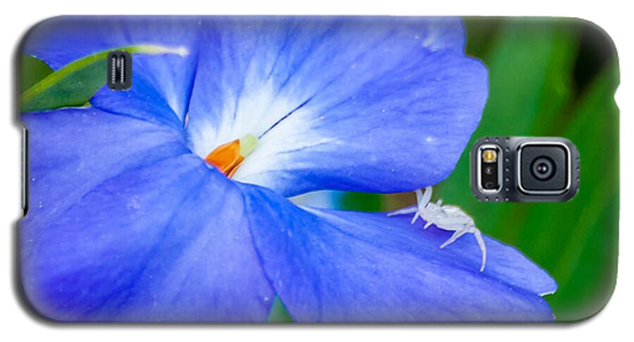 Flower Galaxy S5 Case featuring the photograph Morning Glory by James L Bartlett