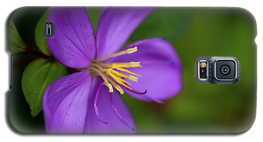 hamama Falls Galaxy S5 Case featuring the photograph Purple flower Macro by Dan McManus