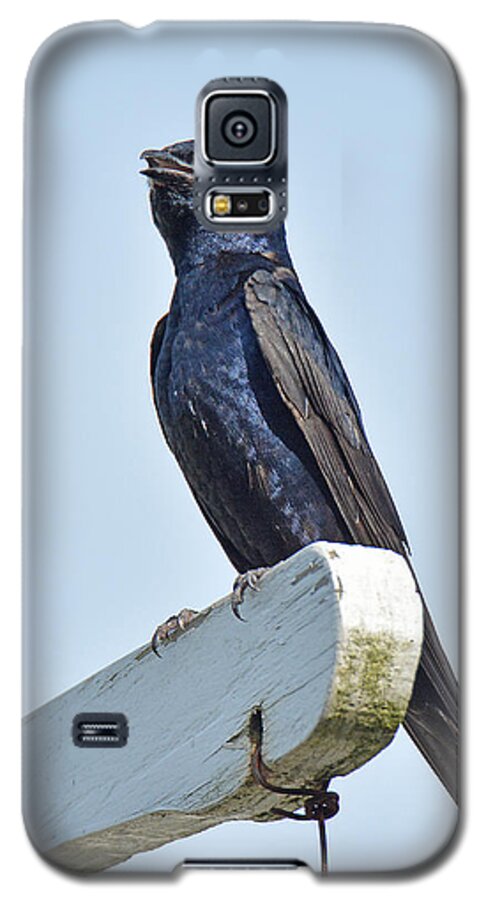 Bird Galaxy S5 Case featuring the photograph Purple Martin by Alan Lenk