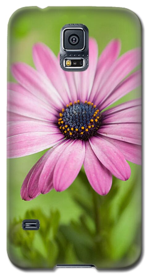 Flowers Galaxy S5 Case featuring the photograph Purple Soprano Dreams by Dorothy Lee