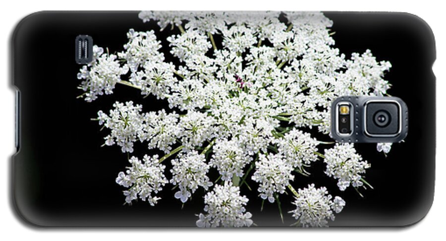 White Galaxy S5 Case featuring the photograph Queen Anne's Lace by Steph Gabler
