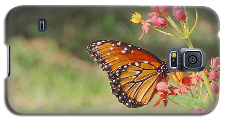 Queen Butterfly Galaxy S5 Case featuring the photograph Queen Butterfly on Milkweed by Jayne Wilson
