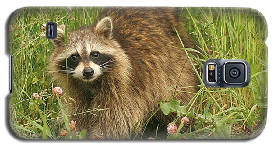 Raccoon Galaxy S5 Case featuring the photograph Raccoon by Doris Potter