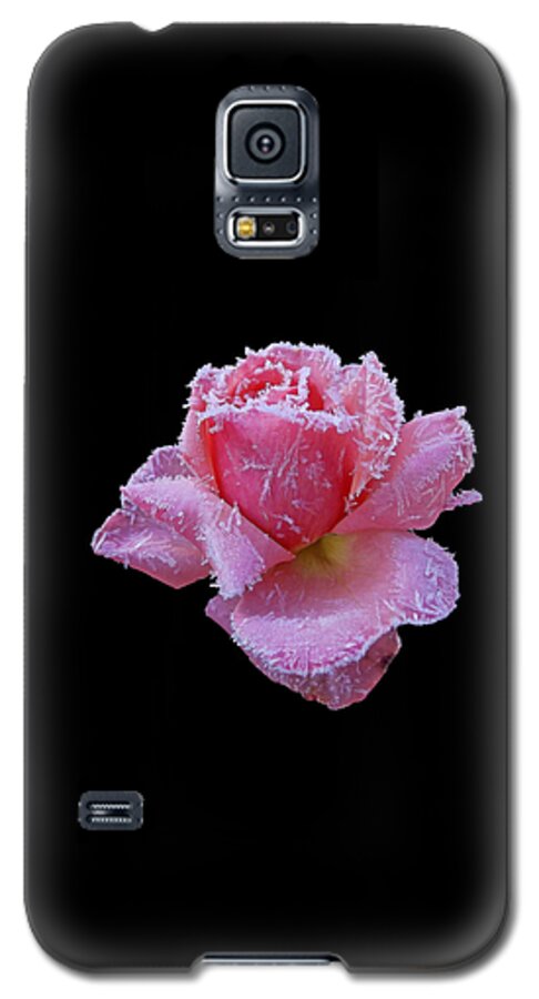 Roses Galaxy S5 Case featuring the photograph Rare Winter Rose by Harold Zimmer