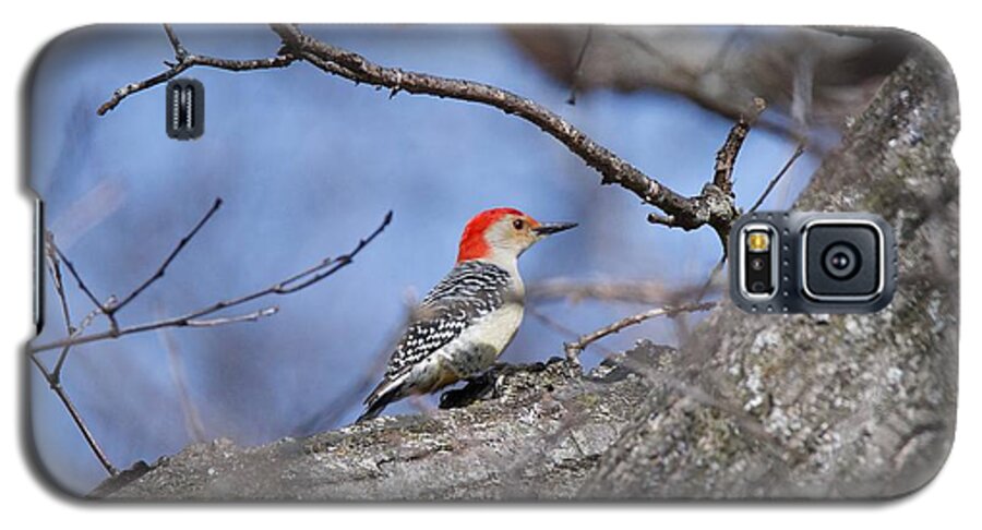 Red-bellied Woodpecker Galaxy S5 Case featuring the photograph Red-bellied Woodpecker 1134 by Michael Peychich