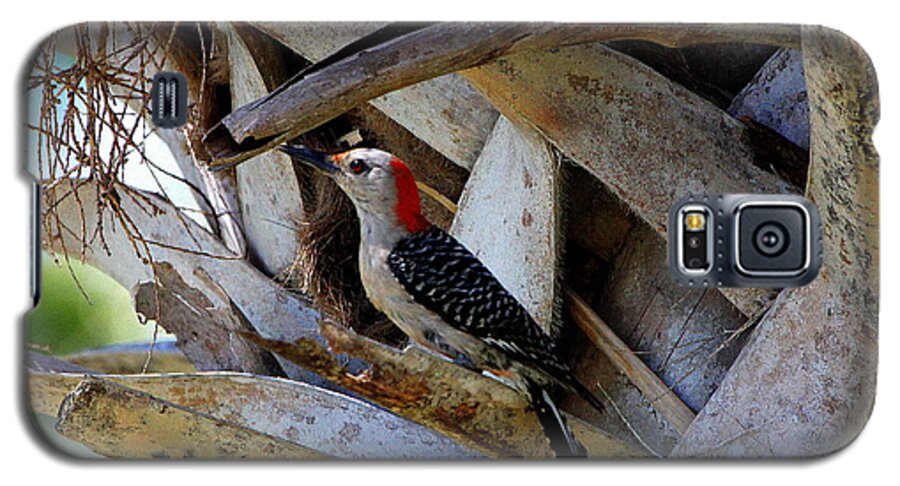 Red-bellied Woodpecker Galaxy S5 Case featuring the photograph Red-Bellied Woodpecker hides on a Cabbage Palm by Barbara Bowen