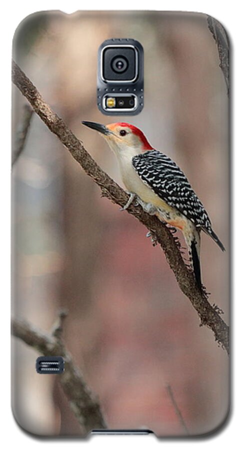Red-bellied Woodpecker Galaxy S5 Case featuring the photograph Red-bellied Woodpecker by John Moyer