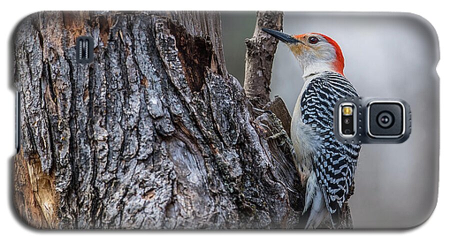 Red Galaxy S5 Case featuring the photograph Red Bellied Woody by Paul Freidlund