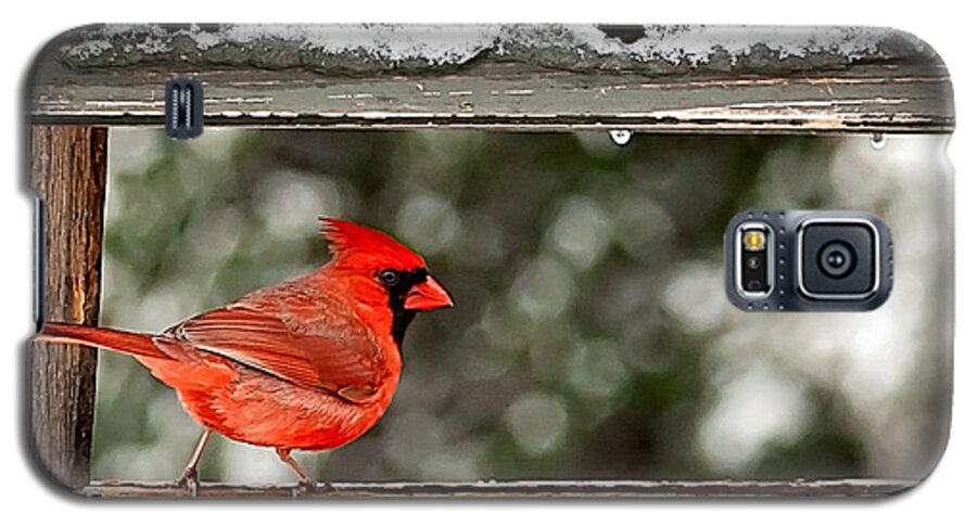 Red Cardinal Bird Photo Galaxy S5 Case featuring the photograph Red Cardinal Print by Gwen Gibson