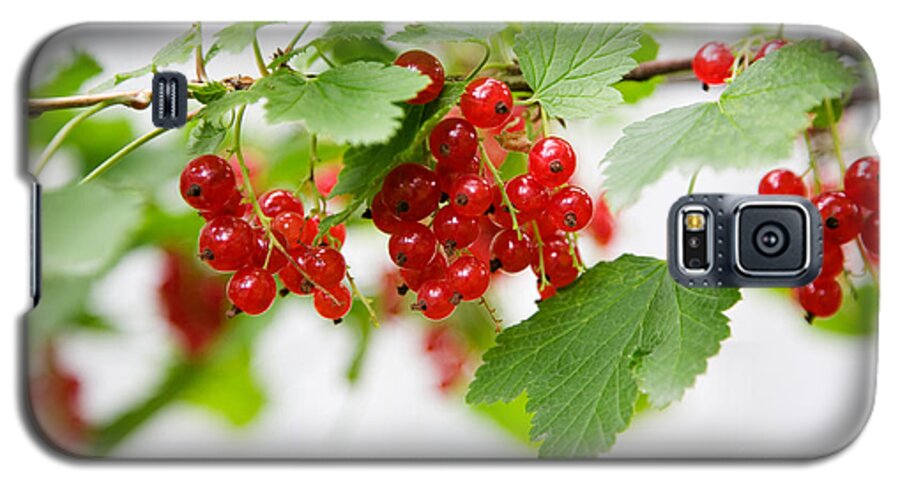 Red Currant Galaxy S5 Case featuring the photograph Red Currant by Kati Finell