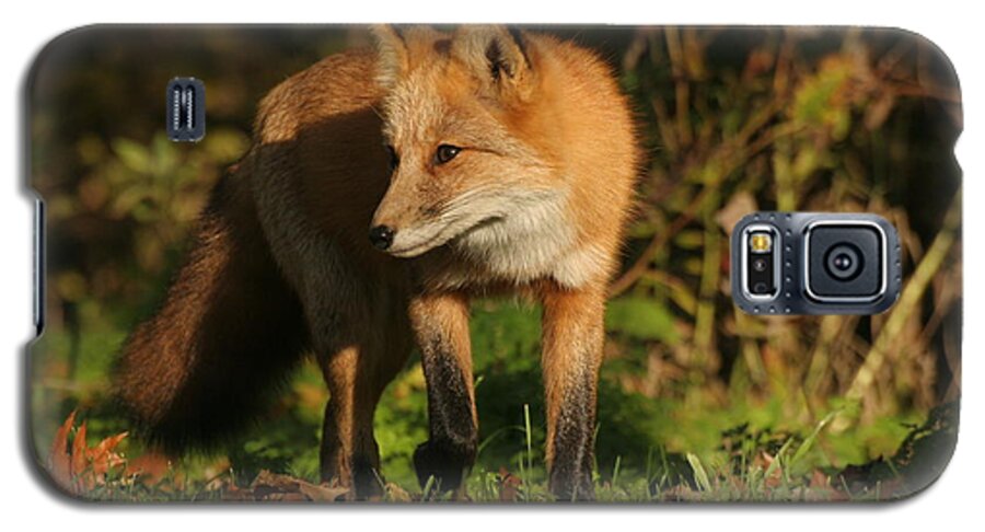 Red Fox Galaxy S5 Case featuring the photograph Red Fox by Doris Potter