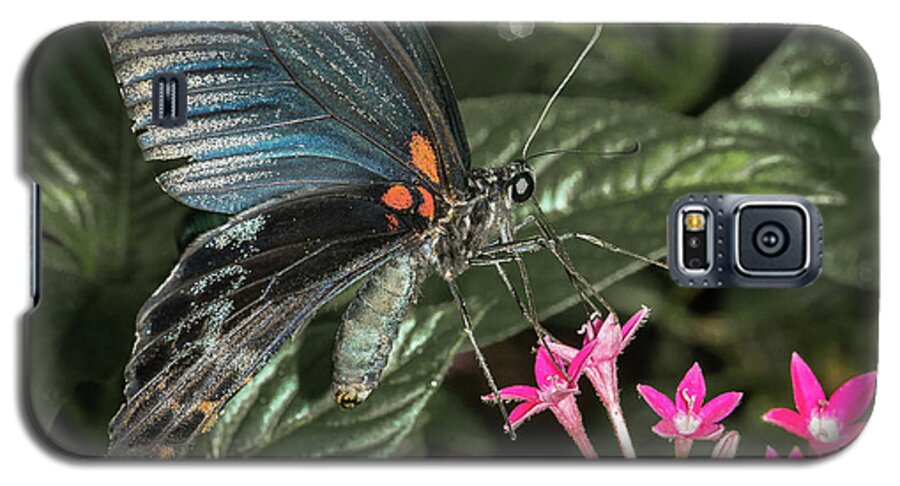 Butterfly Galaxy S5 Case featuring the photograph Red Mormon by Robert Culver