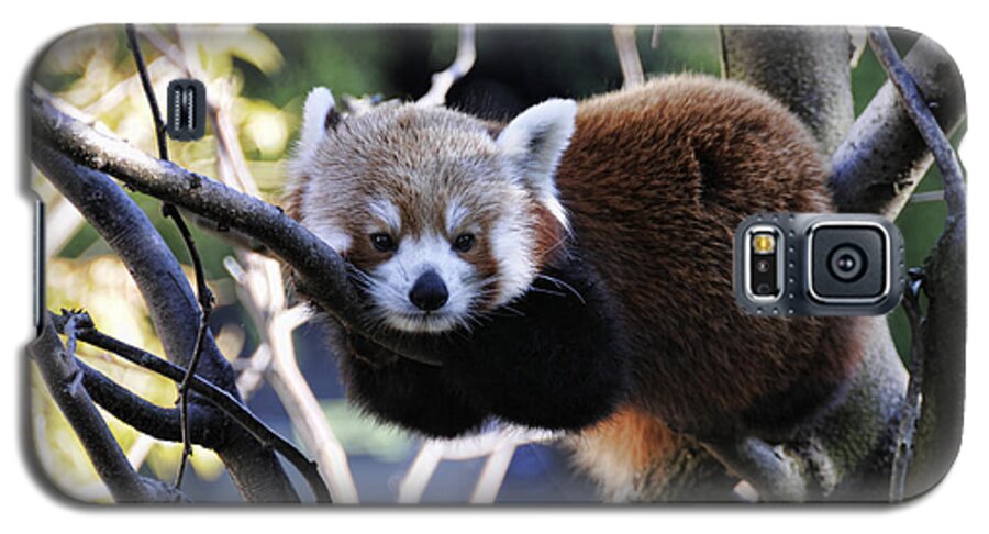 Red Panda Galaxy S5 Case featuring the photograph Red Panda by Jody Lovejoy