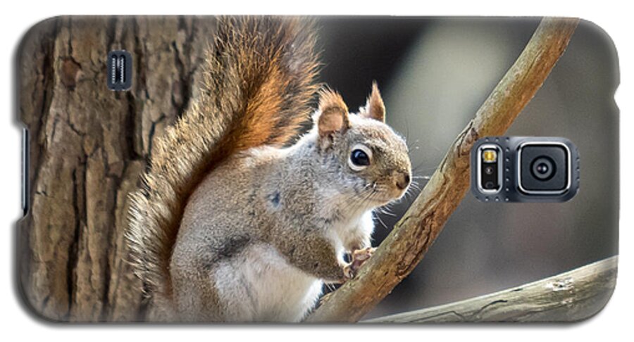 Squirrel Galaxy S5 Case featuring the photograph Red Squirrel by Phil Spitze
