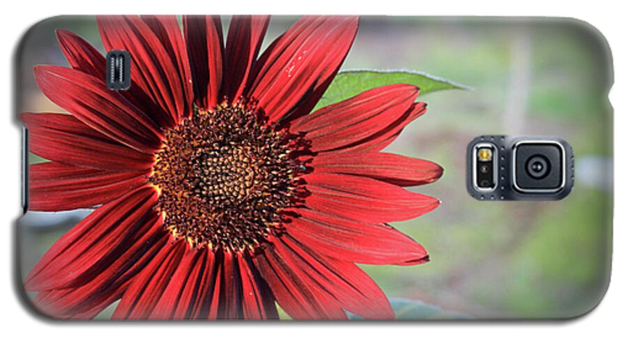 Red Galaxy S5 Case featuring the photograph Red Sunflower by April Burton