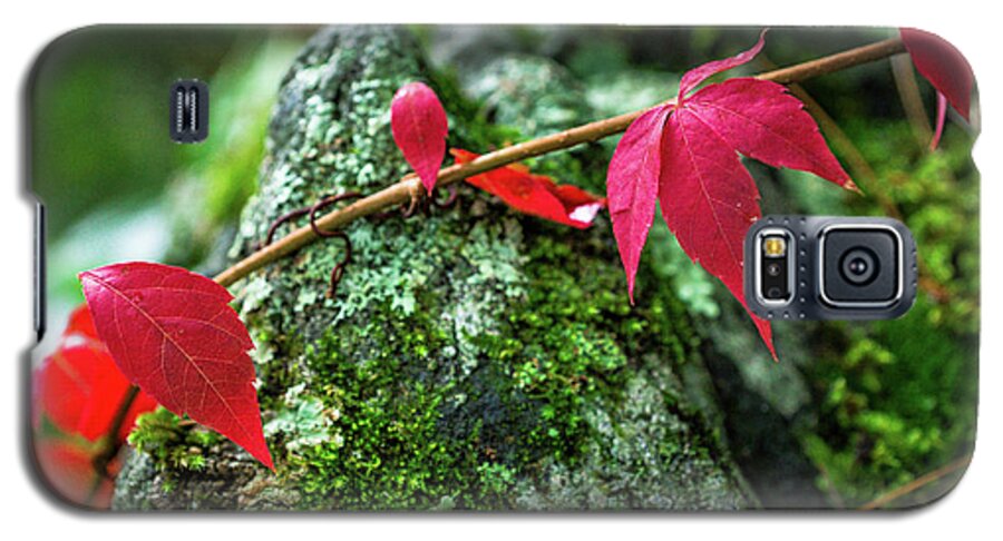 Fall Galaxy S5 Case featuring the photograph Red Vine by Bill Pevlor
