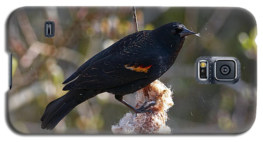 Red-winged Blackbird Galaxy S5 Case featuring the photograph Red-winged Blackbird on Cattail Reed by Sharon Talson