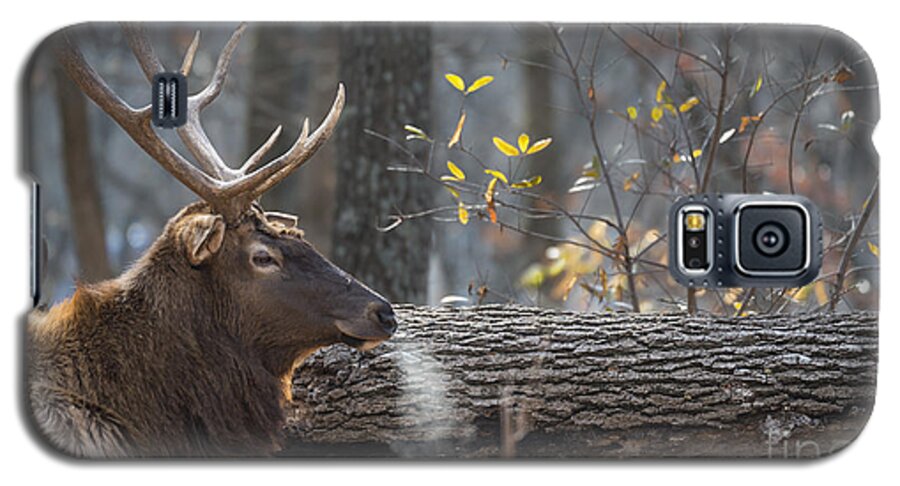 Elk Galaxy S5 Case featuring the photograph Resting by Andrea Silies