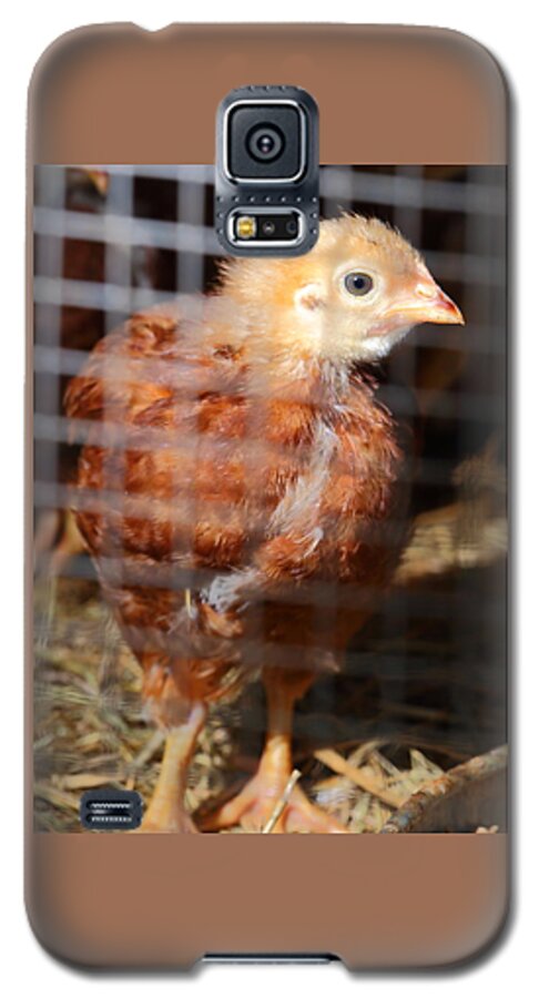 Chicken Galaxy S5 Case featuring the photograph Rhode Island Red Chick At Five Weeks by Daniel Reed