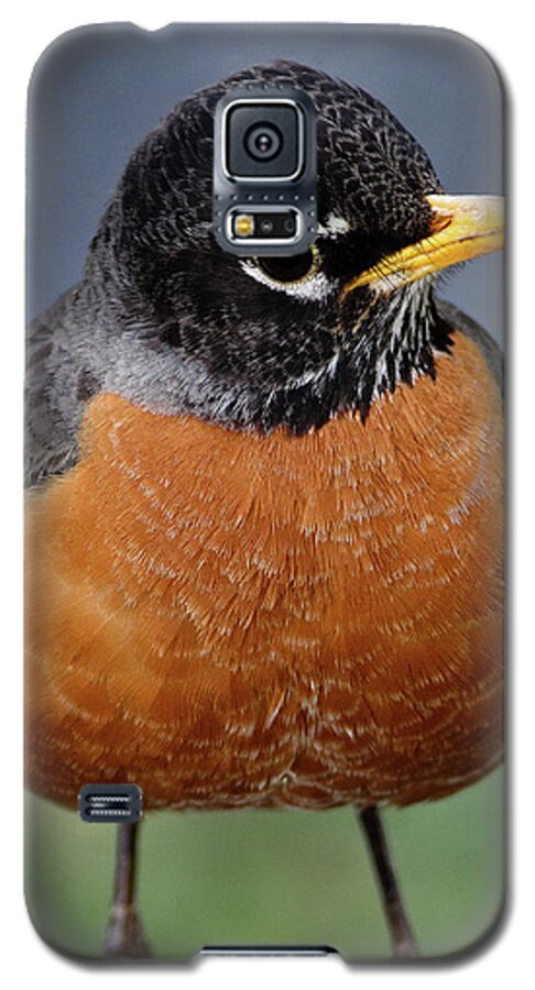 Robin Galaxy S5 Case featuring the photograph Robin II by Douglas Stucky