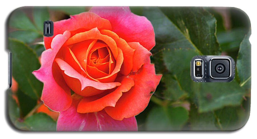 Rose Galaxy S5 Case featuring the photograph Rose by Bill Barber