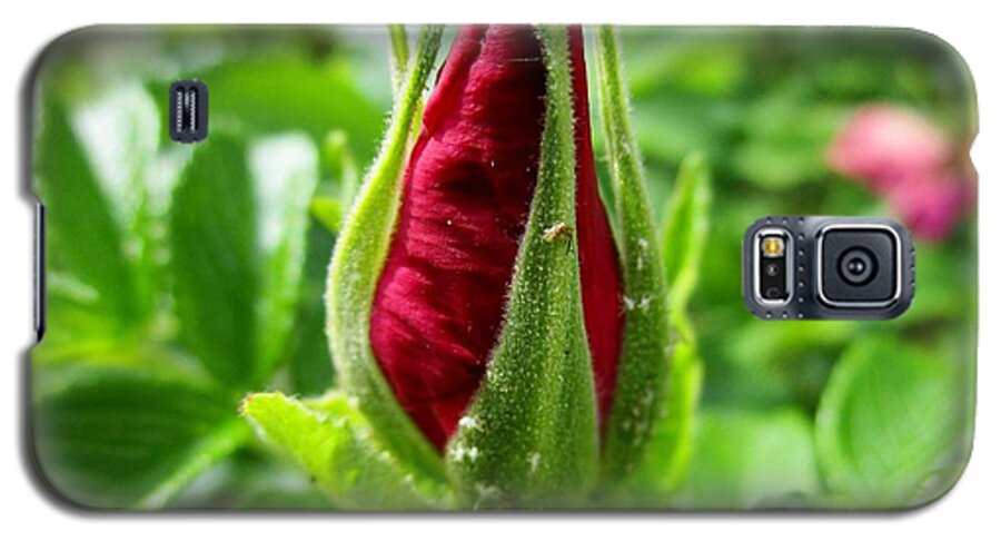 Rosehip Galaxy S5 Case featuring the photograph Rose bud by Rosita Larsson