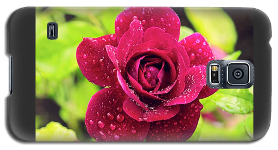 Rose Galaxy S5 Case featuring the photograph Rose in the Rain by Catherine Reading