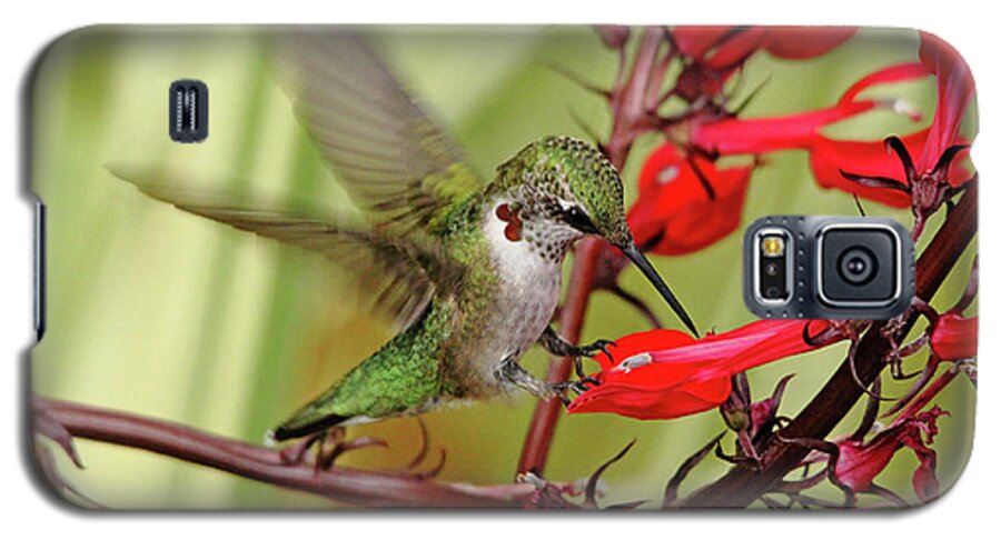 Hummingbird Galaxy S5 Case featuring the photograph Ruby And Scarlet by Debbie Oppermann