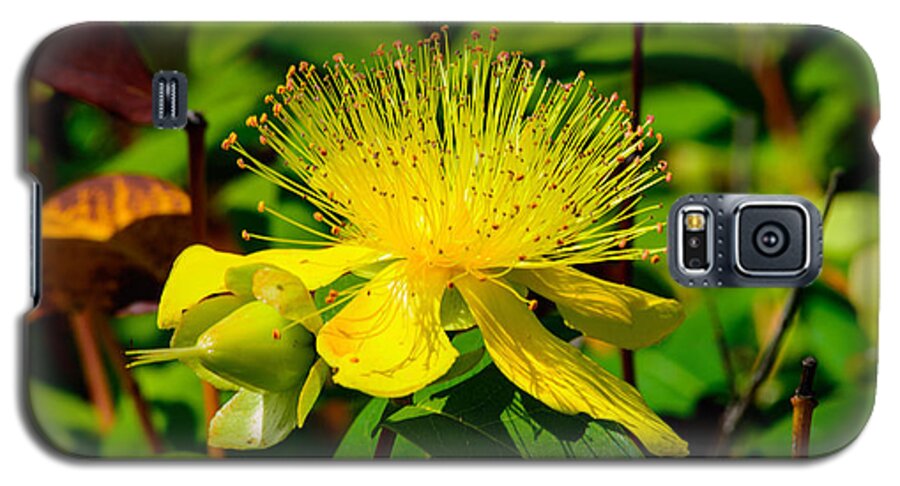 Flower Galaxy S5 Case featuring the photograph Saint John's Wort Blossom by Tikvah's Hope