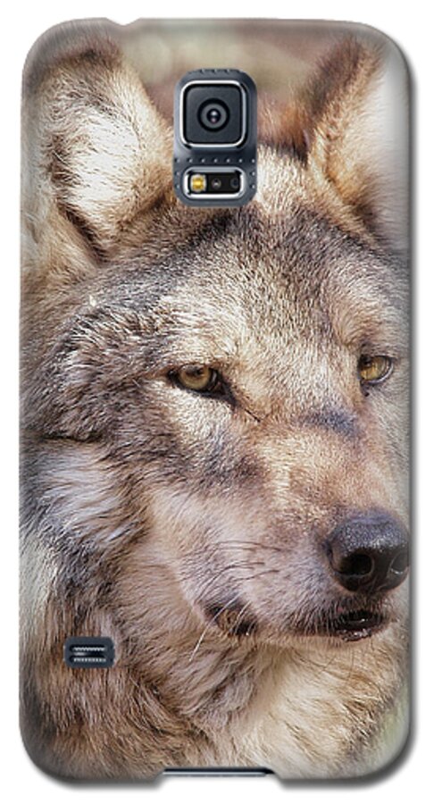 Wolves Galaxy S5 Case featuring the photograph Sancho by Elaine Malott