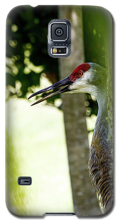 Crane Galaxy S5 Case featuring the photograph Sandhill Crane by Les Greenwood