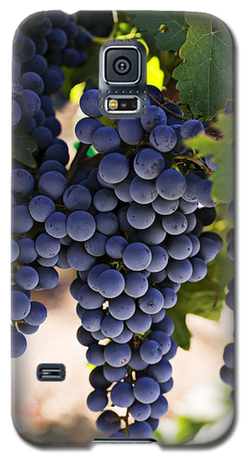 Sauvignon Galaxy S5 Case featuring the photograph Sauvignon grapes by Garry Gay