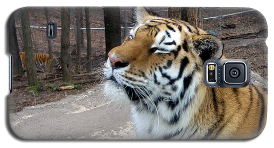 Tiger Print Galaxy S5 Case featuring the photograph Scratch My Chin by George Jones