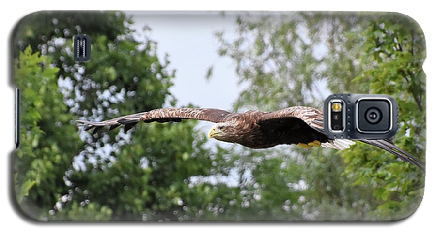 White Tailed Galaxy S5 Case featuring the photograph Sea Eagle by Kuni Photography