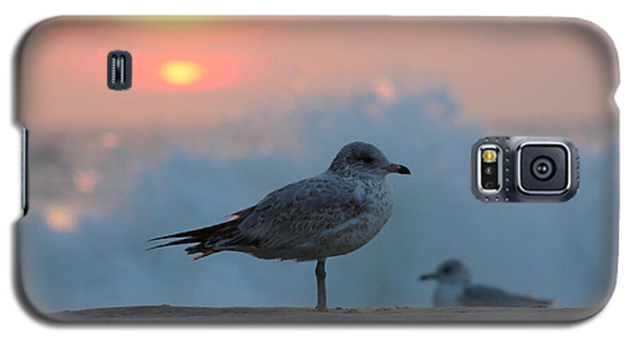 Sun Galaxy S5 Case featuring the photograph Seagull Seascape Sunrise by Robert Banach