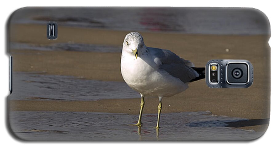 Bird Galaxy S5 Case featuring the photograph Seagull Standing by Tara Lynn