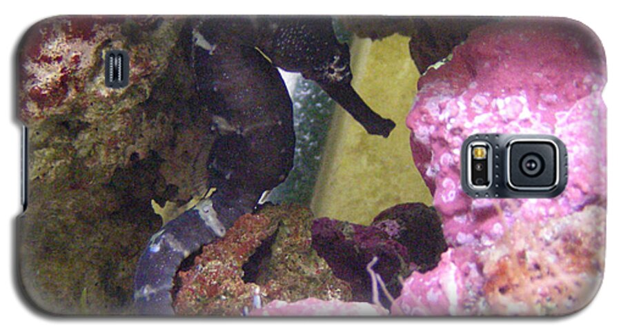 Faunagraphs Galaxy S5 Case featuring the photograph Seahorse3 by Torie Tiffany