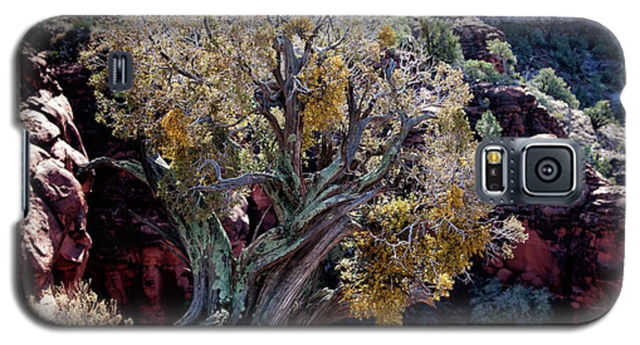 Curly Juniper Galaxy S5 Case featuring the photograph Sedona Tree #2 by David Chasey