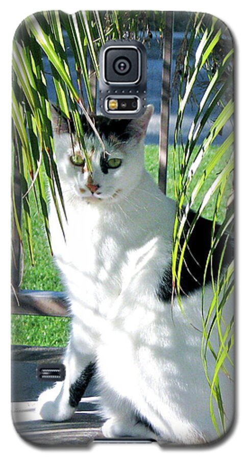 Calico Kitty Galaxy S5 Case featuring the photograph She thinks she is hiding by Phyllis Kaltenbach