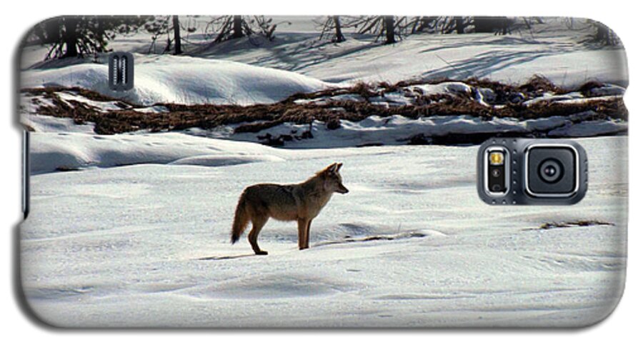 Fox Photographs Galaxy S5 Case featuring the photograph She's a Fox by C Sitton