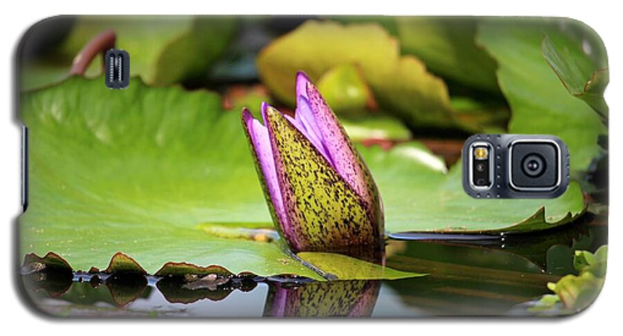 Singapore Galaxy S5 Case featuring the photograph Singapore Bloom by Diane Height