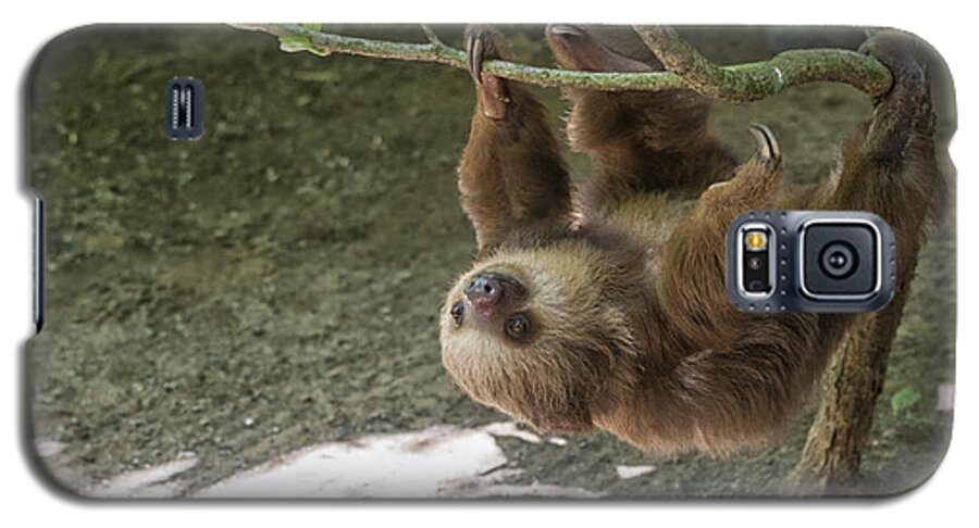 Two Galaxy S5 Case featuring the photograph Sloth in tree by Patricia Hofmeester