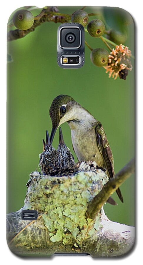 Ruby-throated Galaxy S5 Case featuring the photograph Small Family - D009336 by Daniel Dempster
