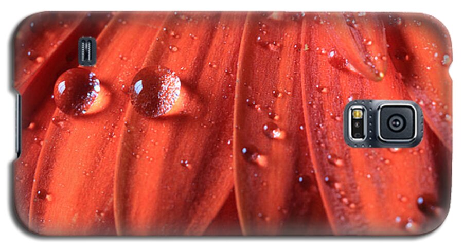 Gerbera Daisy Galaxy S5 Case featuring the photograph Small Water Drops by Angela Murdock