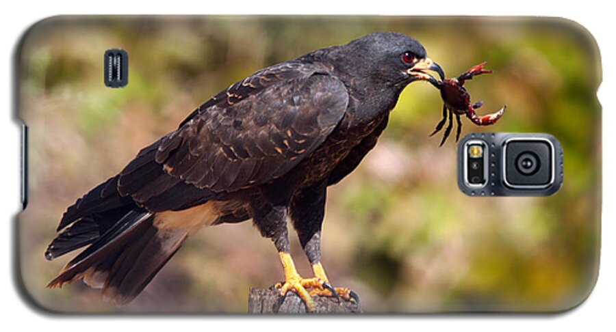 Snail Kite Galaxy S5 Case featuring the photograph Snail Kite Eating Crab by Aivar Mikko